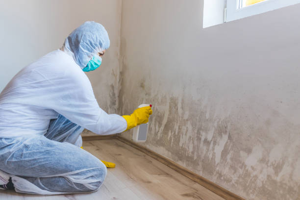 Licensed Black Mold Remediation service in Atlanta, GA - 24 Hour Mold Removal