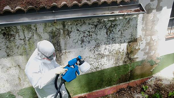 Top rated local Black Mold Remediation specialists in Atlanta, GA
